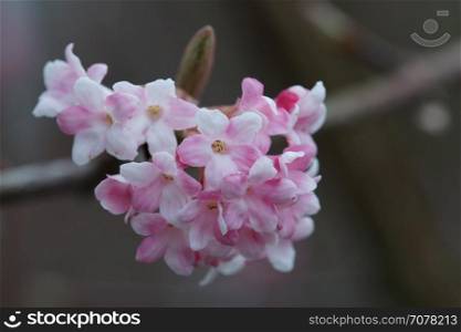 Viburnum, viburnum farreri, flowers of the gardens
