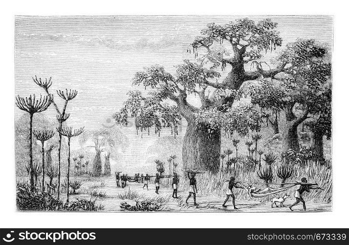 Vicinity of Ambriz in Angola, Africa, drawing by Monteiro, vintage engraved illustration. Le Tour du Monde, Travel Journal, 1881