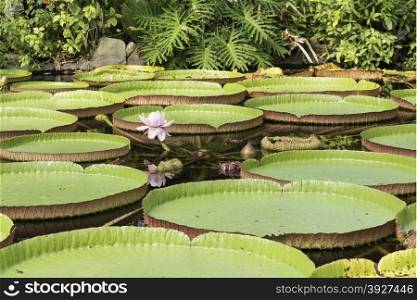 victoria amazonica giant waterlily with pink flower