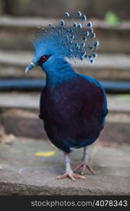 Victoria crowned pigeon. Exotic Bird Goura Victoria