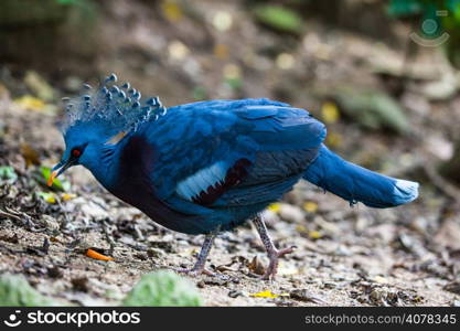 Victoria crowned pigeon. Exotic Bird Goura Victoria