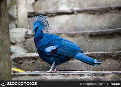 Victoria crowned pigeon. Exotic Bird Goura Victoria