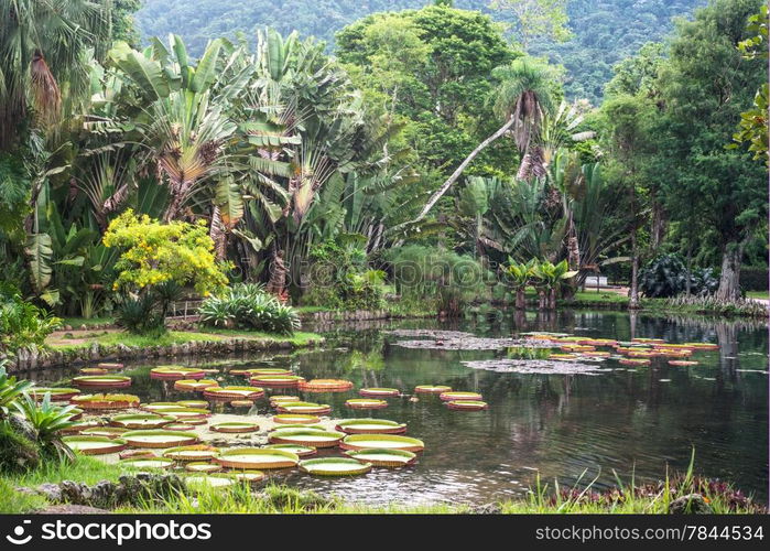 Victoria Regia - the largest water lily in the world, Botanical Garden of Rio de Janeiro, Brazil