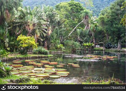 Victoria Regia - the largest water lily in the world, Botanical Garden of Rio de Janeiro, Brazil