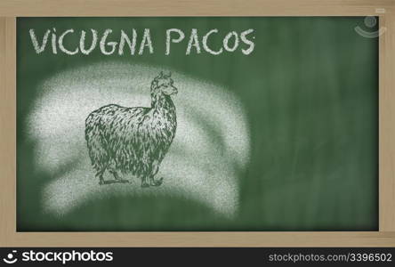 vicugna pacos sketched with chalk on blackboard