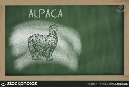 vicugna pacos sketched with chalk on blackboard