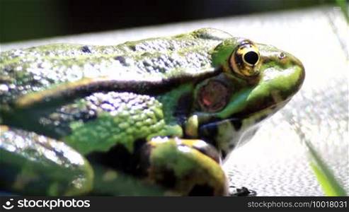 A beautiful green frog is observing the surroundings and breathing quickly