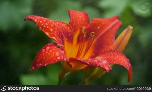 A beautiful red lily being watered, the drops beading on the petals of the flower are visible. Scene is in slow motion