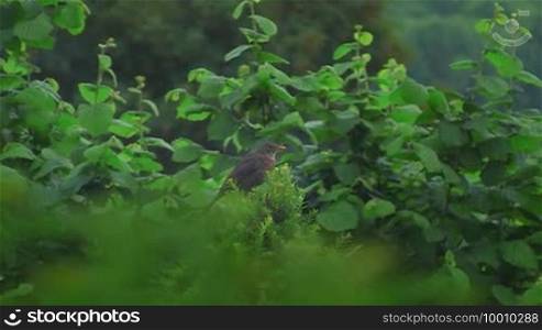 A blackbird sits in the middle of the green on a bush and looks around
