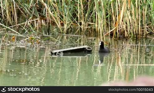 A coot in the lake
