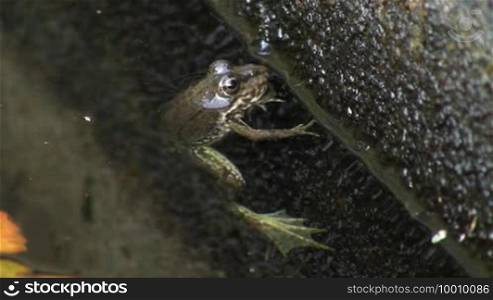 A frog hangs motionless on a branch in the water; resting.