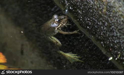 A frog hangs motionless on a branch in the water; resting and then swimming away.