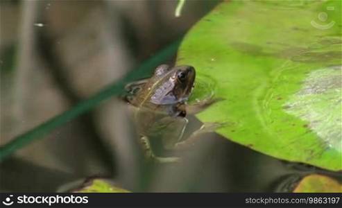 A frog hangs motionless on the edge of a leaf / lily pad in a calm body of water / pond; reeds surround him.