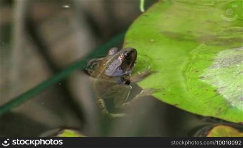 A frog hangs motionless on the edge of a leaf/lily pad in a calm water/pond and then swims away; reeds around him.