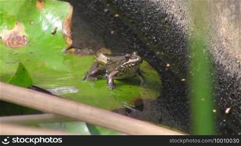 A frog is sitting in a jumping position on a large green leaf / lily pad in calm water / pond and then jumps into the water.