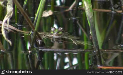 A frog is submerged in water up to its head, only the head is above the water surface; around him reeds.