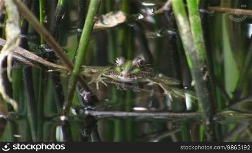 A frog is submerged in water up to its head, only the head is above the water surface; around it are reeds.