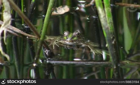 A frog is submerged in water up to its head, only the head is above the water surface, it rests motionless in the water and then swims away; around him reeds.