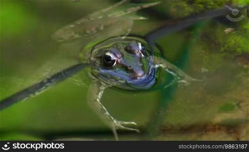 A frog lies calmly and stretched over a small branch / piece of reed in the water / in a pond and swims / dives away.