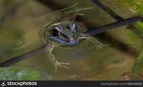 A frog lies quietly and stretched out over a small branch / piece of reed in the water / in a pond.