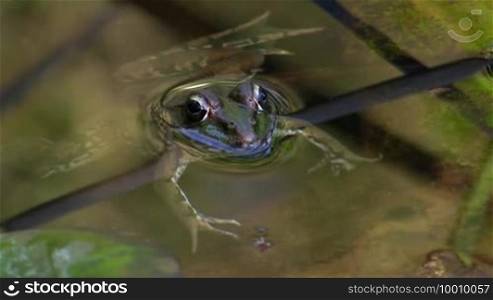 A frog lies quietly and stretched out over a small branch / piece of reed in the water / in a pond.