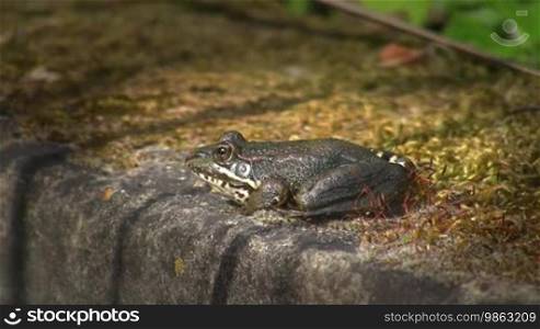 A frog sits motionless with pulsating chin on a stone.