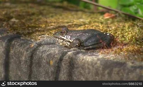 A frog sits motionless with pulsating chin on a stone; the sun is shining.