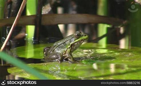 A frog sits on a large green leaf / lily pad in a calm body of water / pond and then jumps away. In the background, there is reed.