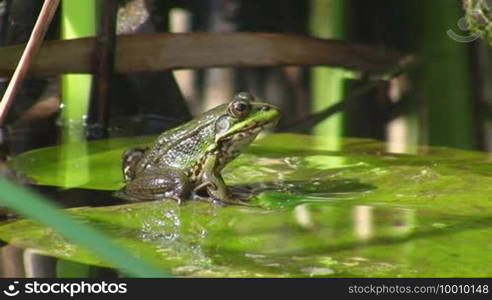 A frog sits on a large green leaf / lily pad in a calm water / pond.