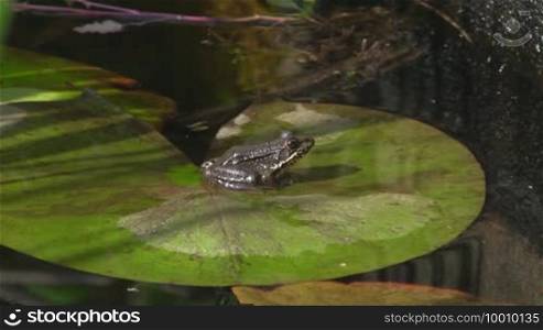 A frog sits on a large green leaf / lily pad in calm water / pond.