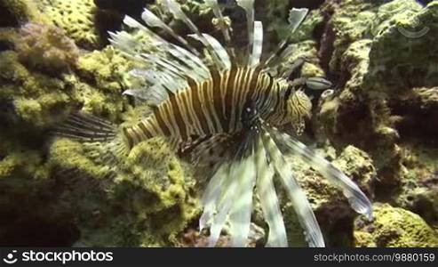 A Lion fish swims between some coral rocks.