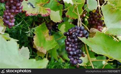 A male hand is cutting a red grape vine.