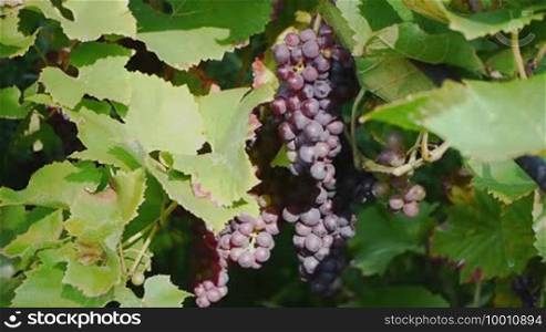 A male hand is cutting a red grape vine.