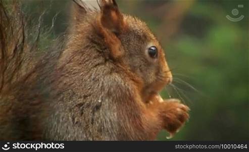 A mumbling squirrel is shown. It attentively observes its surroundings while eating.