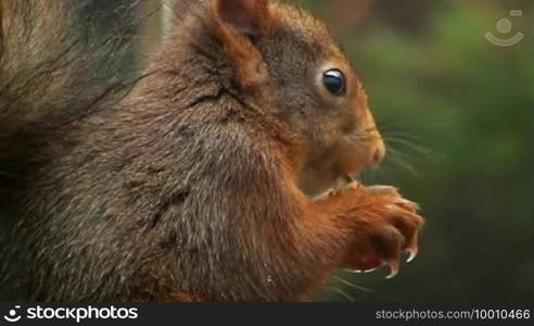 A mumbling squirrel is shown. It attentively observes its surroundings while eating.
