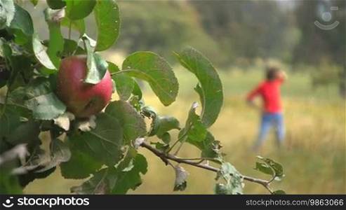 A red ripe apple hangs on an apple tree. In the background, a woman in a field.