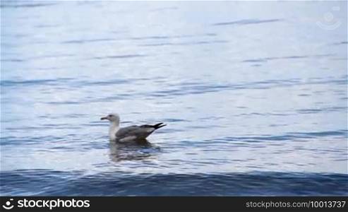 A seagull is swimming in the sea