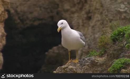 A seagull sits on a bare rock with little grass. In the background, a cave in a rock/mountain.