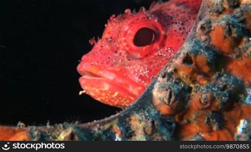 A small scorpionfish is hiding in a wreck.