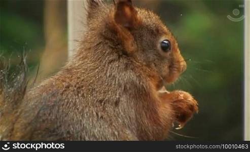 A squirrel is shown from the side while eating.