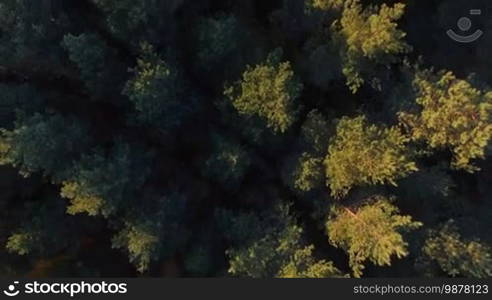 A straight down aerial view of a mixed hardwoods and conifer forest on an autumn sunset