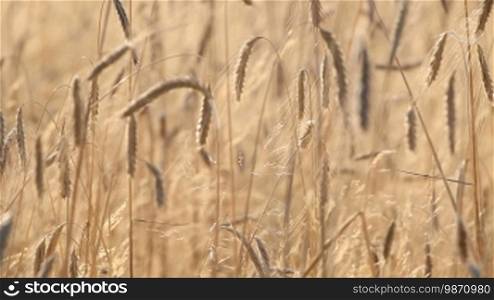 A wheat field in midsummer.