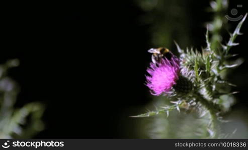 A wild honeybee pollinating thistle Cirsium flower