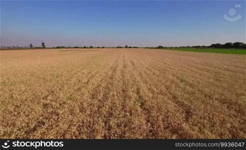 Across a wheat field seen from a drone.