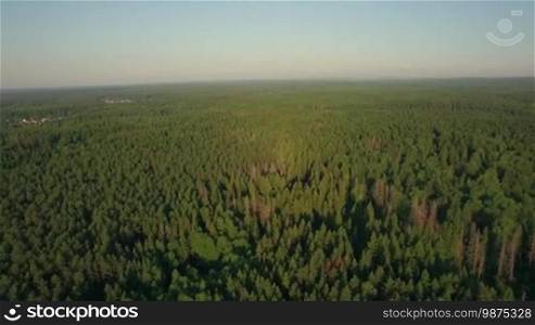 Aerial flight above the huge forest with green trees in daytime at summer against horizon, Russia