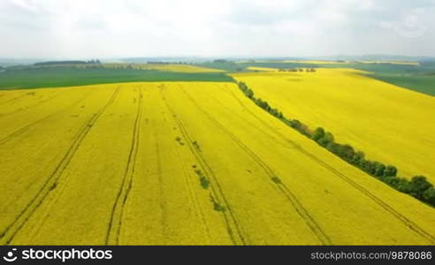 Aerial flight over blooming yellow rapeseed field. Aerial view with background of blue sky and clouds. Italy, Tuscany