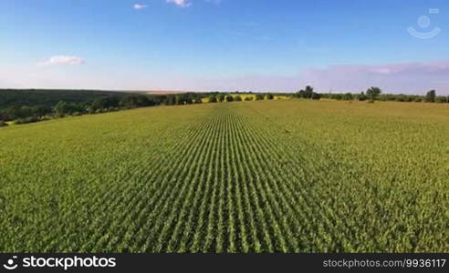 Aerial flight over corn field with blue sky.