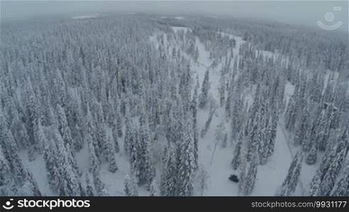 Aerial shot of vast territory of softwood forest. White winter landscape with high snow-covered fir trees