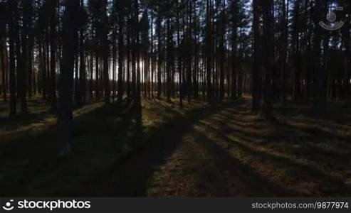 Aerial view of sunlight through the trees in pine forest at sunset