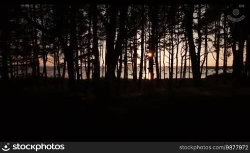 Aerial view of the sunset in the sea through the trees in summer